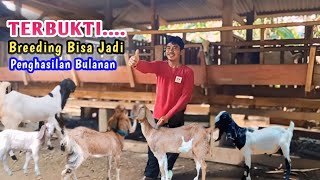 Cara Breeding jadi hasil bulanan maupun musiman