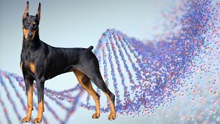Exploring The Disappearing Doberman Project...Owners Advancing Science!