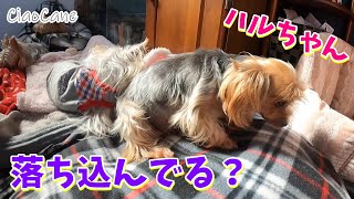 なぜか落ち込んでるハルちゃん【ヨークシャーテリア専門犬舎チャオカーネ】