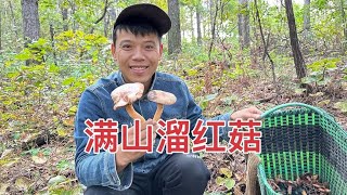 秋榛蘑还没出，东北小夫妻俩满山走采红菇，收获有点少但也知足