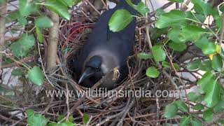 Kauwa ka ghonsla: House Crow couple nests along a road in New Delhi