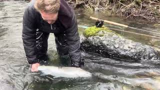 Olympic Peninsula Wild Steelhead, Sol Duc River