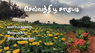 செவ்வந்தி பூ சாகுபடி | sevanthi flower cultivation in tamil   #uzhavan paarvai