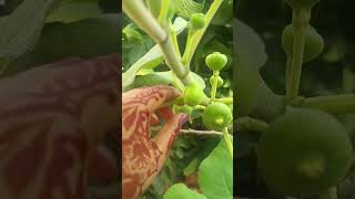 Athipalam in home garden 🌰🤎