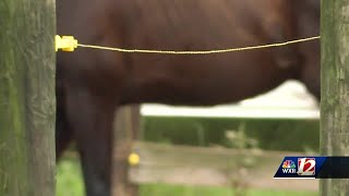 2 charged with animal cruelty after malnourished horses found on Davie County property