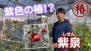 椿の開花速報【紫泉・しせん】 新しく発売する苗木を見ながら実際に咲く花をご紹介します♪