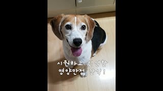 이것이 강아지 하겐다즈!(엄마 정성 가득한 수제간식 만드는 법)