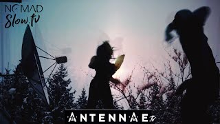 Wolf Moon ANTENNAE | NOMADslow.tv