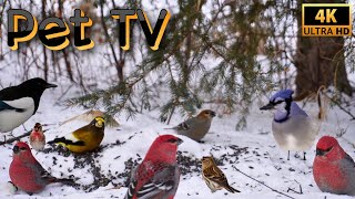 Flocks of Grosbeaks | TV for Cats and Dogs | Nature Sounds