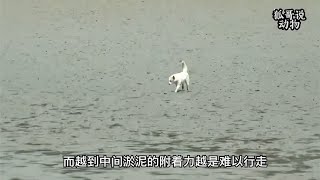 狗狗独自生活在小岛无忧无虑，怎料被人强行救走！该救助它吗？