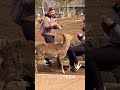 鹿の凄い所を見た外国人観光客は喜びを隠せない🫎nara park▶️クリックでロングバージョンに移ります