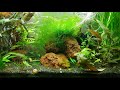 relaxing aquarium 1 hour planted aquascaping – no music 4k aqua 6