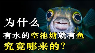 野外空池塘，为什么过段时间就会有鱼出现？鱼究竟是哪来的？【猫is博士】