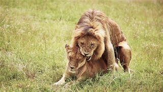 Lions On Honeymoon \u0026 Mating👌