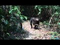 chimpanzee trekking at mahale tanzania