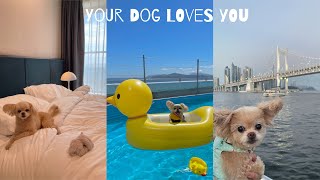 강아지와 2박3일 부산 호캉스 🐶⛱ / 선셋 요트투어⛵️ / 부산  반려견 동반 신축 호텔 추천 / 오션뷰 루프탑 강아지 수영장🐬 / 해운대 영무파라드 호텔 / 감성브이로그