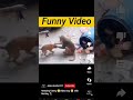 funny monkey shorts Very comedy | #trendingshorts #fun