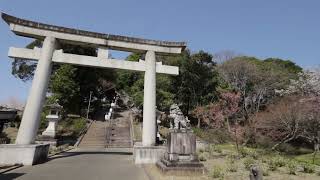 水戸護国神社 の桜