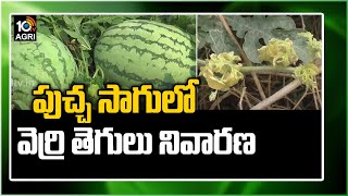 పుచ్చ సాగులో వెర్రి తెగులు నివారణ: Watermelon Crop Cultivation Methods | Matti Manishi | 10TV News