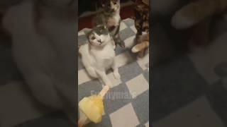 😂funny animal videos that i found for you #59😂