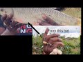 Trying a new bet for good result ll #ameen #fishing #youtube #new bet