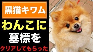 【白猫】わんこに墓標をクリアしてもらった。【黒猫のウィズ_キワム(拳)】