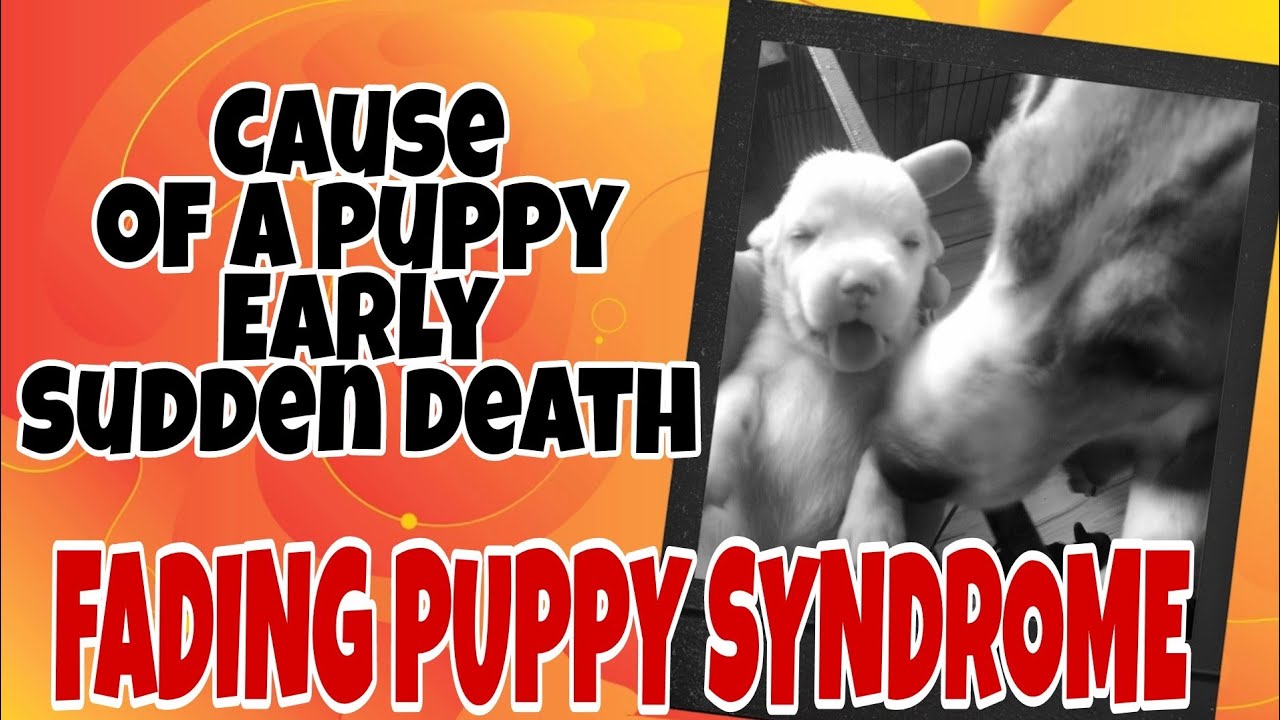 How Common Is Fading Puppy Syndrome