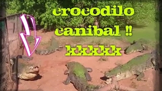 Crocodilo morde e come a pata de outro crocodilo !! (Repostagem)...