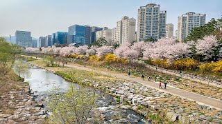 [4K] Walking through the Cherry Blossom Tunnel in Seongnam Korea Tour 성남 분당구 정자동 탄천과 판교 아브뉴프랑 벚꽃길 걷기