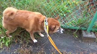 20181027今朝のリンクちゃん。ペットホテル「ラルゴ」盛岡