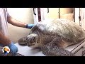 GIANT Sea Turtle Rescued from Rope Loses Part of Flipper | The Dodo