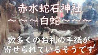 赤水蛇石神社，白蛇　今までに数多くのお礼の手紙が寄せられているそうです。開運スポット