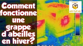 Comment Fonctionne Une GRAPPE D'ABEILLES en hiver #apiculture 2021