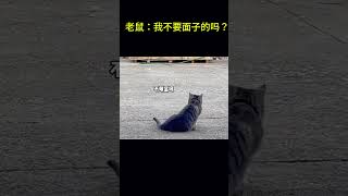 搞笑动物系列第47集 老鼠：我不要面子的吗？ #搞笑 #cat #pets #搞笑 #科普 #animals #科普 #funny #萌宠 #萌宠 #cute #萌寵 #萌寵 #貓咪 #貓咪