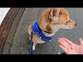 元保護犬ワンジロー散歩の訓練する