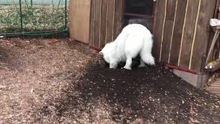 ルンルン夢中で穴を掘る greatpyrenees グレートピレニーズ