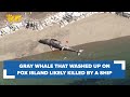 Ship likely struck, killed gray whale that washed up in Fox Island