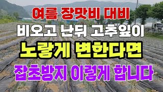 여름 장맛비 오고 난뒤 고추잎이 노랗게 변한다면 잡초방지 이렇게 합니다.