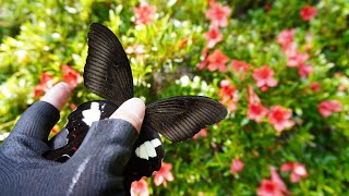 花の蜜を吸いに来た蝶を素手で捕まえたｗｗｗｗｗ