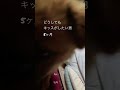 5ヶ月にしてキス欲が止まらない私の彼氏🧏🏻🐯💕 保護犬きなこの日常 きなこの成長記録 きなこ 可愛い犬動画 可愛くてごめん