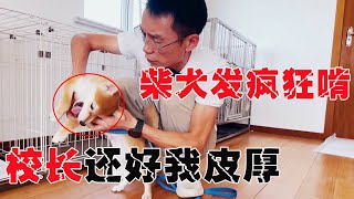 4个月柴犬进笼前狂啃，校长直呼还好皮厚，无法无天了！【犬道app】