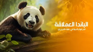 الباندا العملاقة أندر أنواع الدببة التي تعيش في غابات الخيزران الصينية | كويست عربية Quest Arabiya