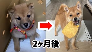 【豆柴】家族になって2ヶ月の成長が早すぎました【#24】