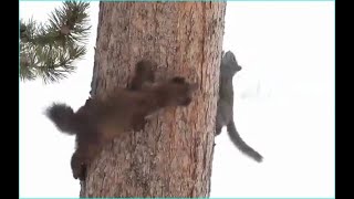 chase between a pine marten and a red squirrel in YNP