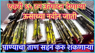 ६५ टणाच्या वर उत्पादन देणाऱ्या ऊसाच्या जाती। मध्यवर्ती ऊस संशोधन केंद्र पाडेगाव