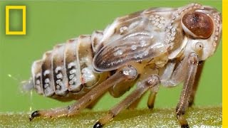 This Insect Has (Natural) Gears in Its Legs | National Geographic