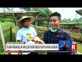 Cuan Mengalir Mulus Dari Budi Daya Ikan Gabus | REDAKSI (06/08/22)