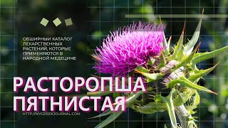 Расторопша пятнистая (Silybum marianum)