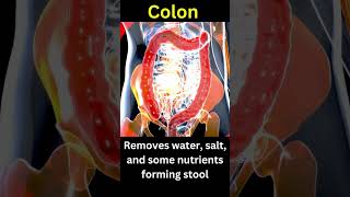 Colon Function