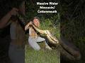 We Found a MASSIVE Cottonmouth #florida #venomous #cottonmouth #water #moccasin